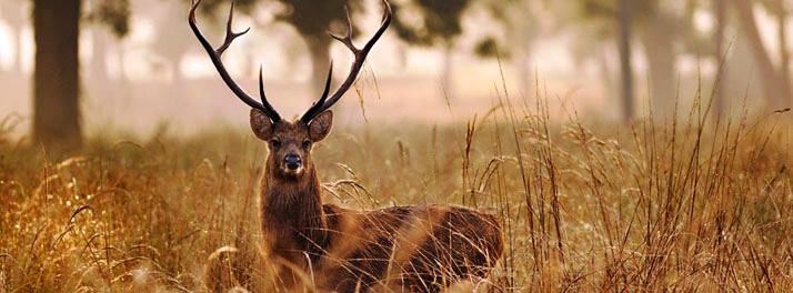 714/Taj Banjaar Tola - Kanha National Park 13.jpg